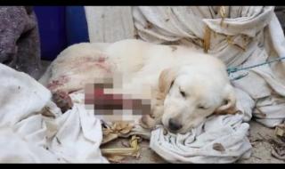 挑断脚筋真实图片 挑断脚筋真实图片