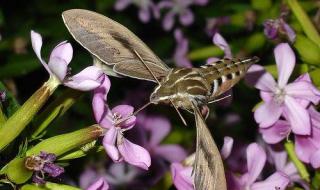 天蛾人真的存在吗 天蛾人真的存在吗