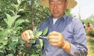 苹果树管理技术 苹果树管理技术